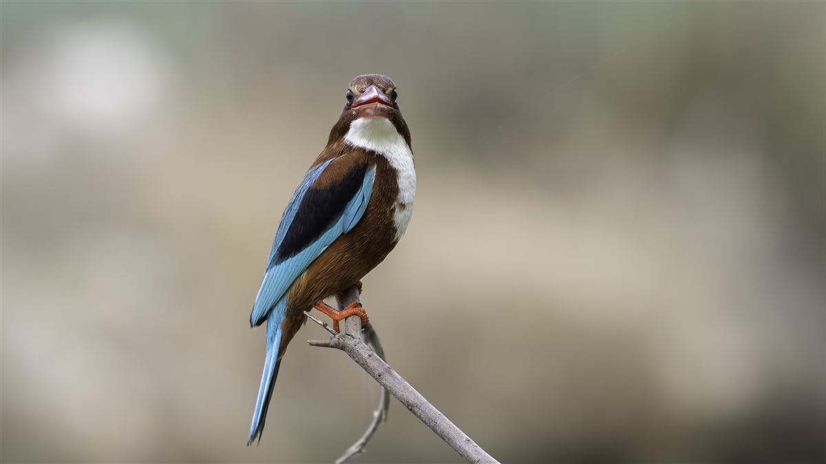 White-throated Kingfisher