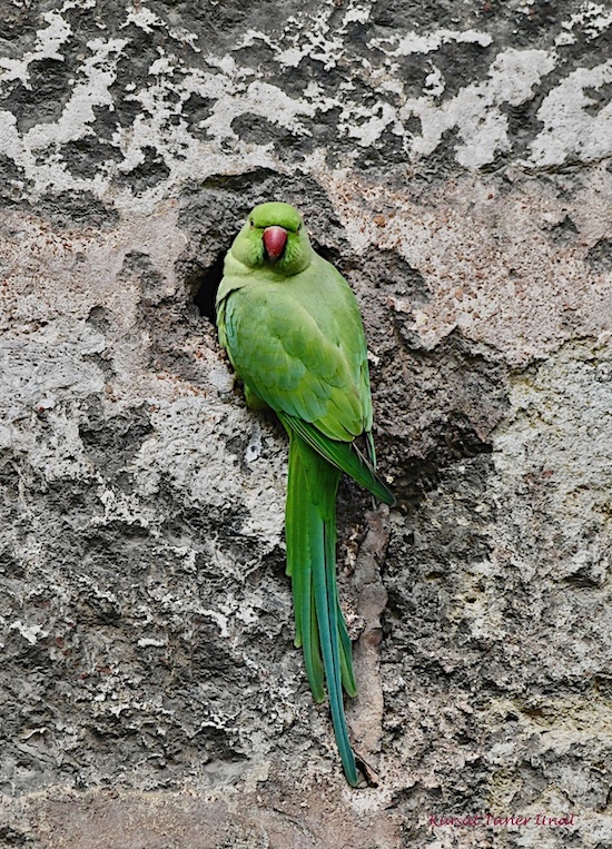 Rose-ringed Parakeet