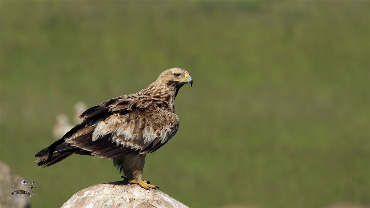 Eastern Imperial Eagle