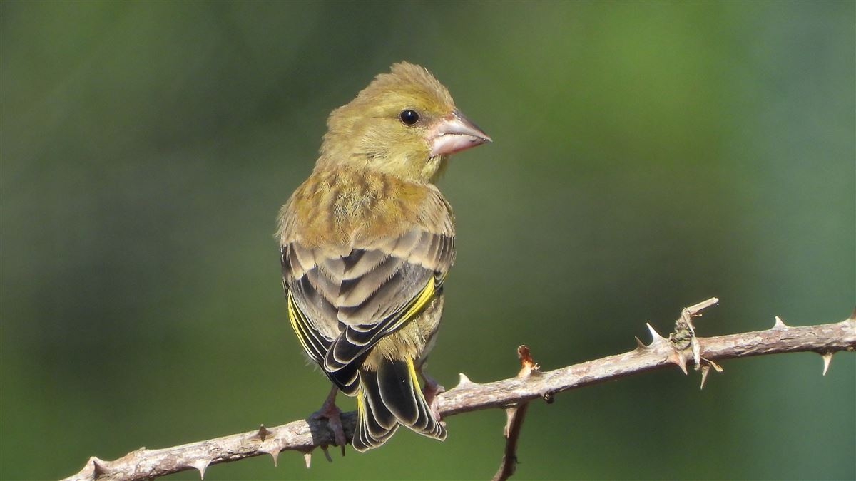 European Greenfinch