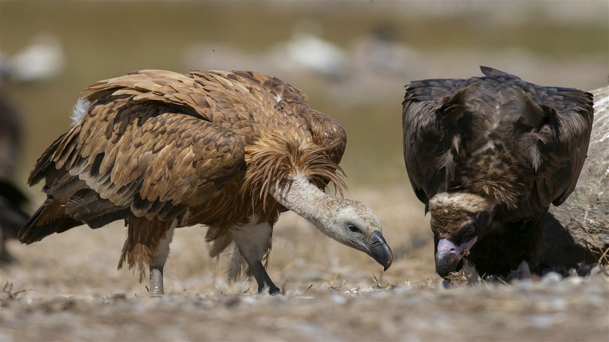 Griffon Vulture