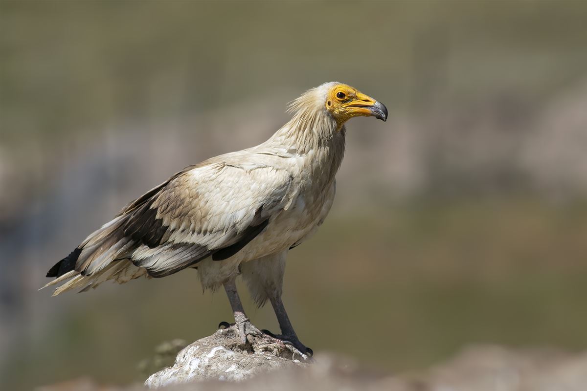 Küçük Akbaba