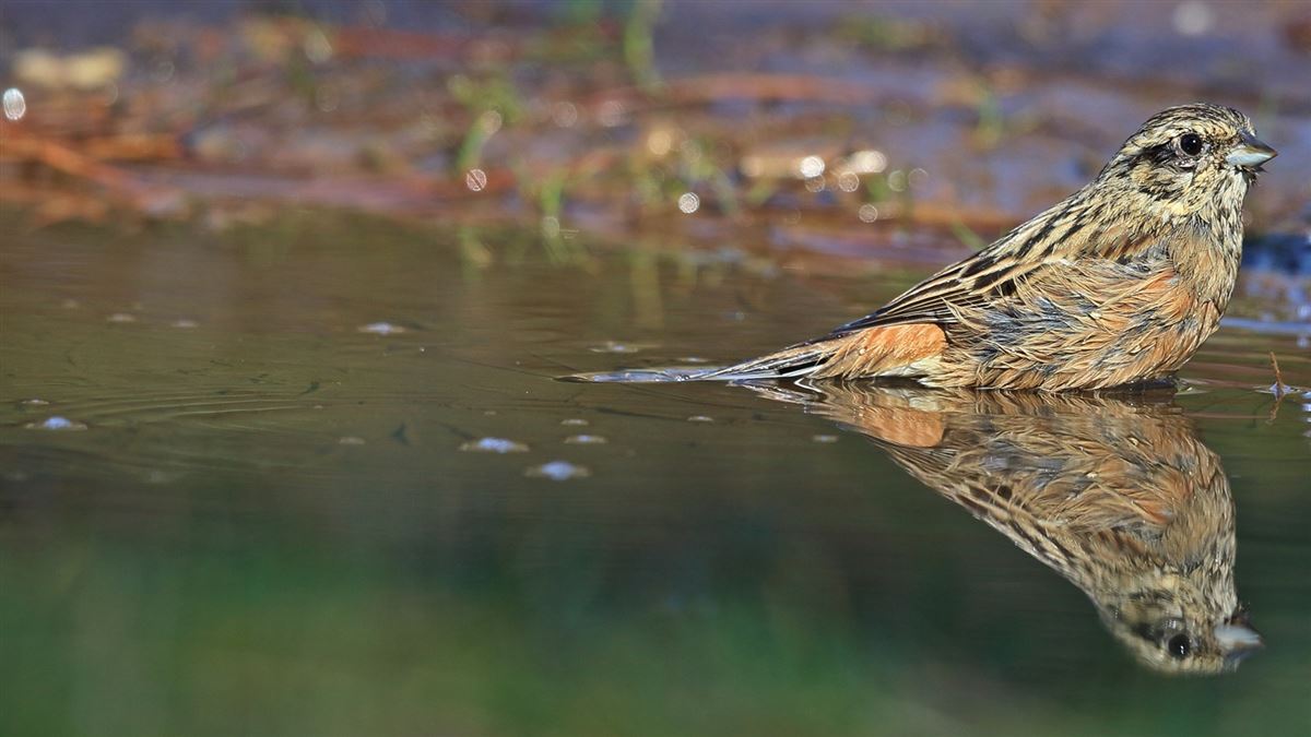 Rock Bunting