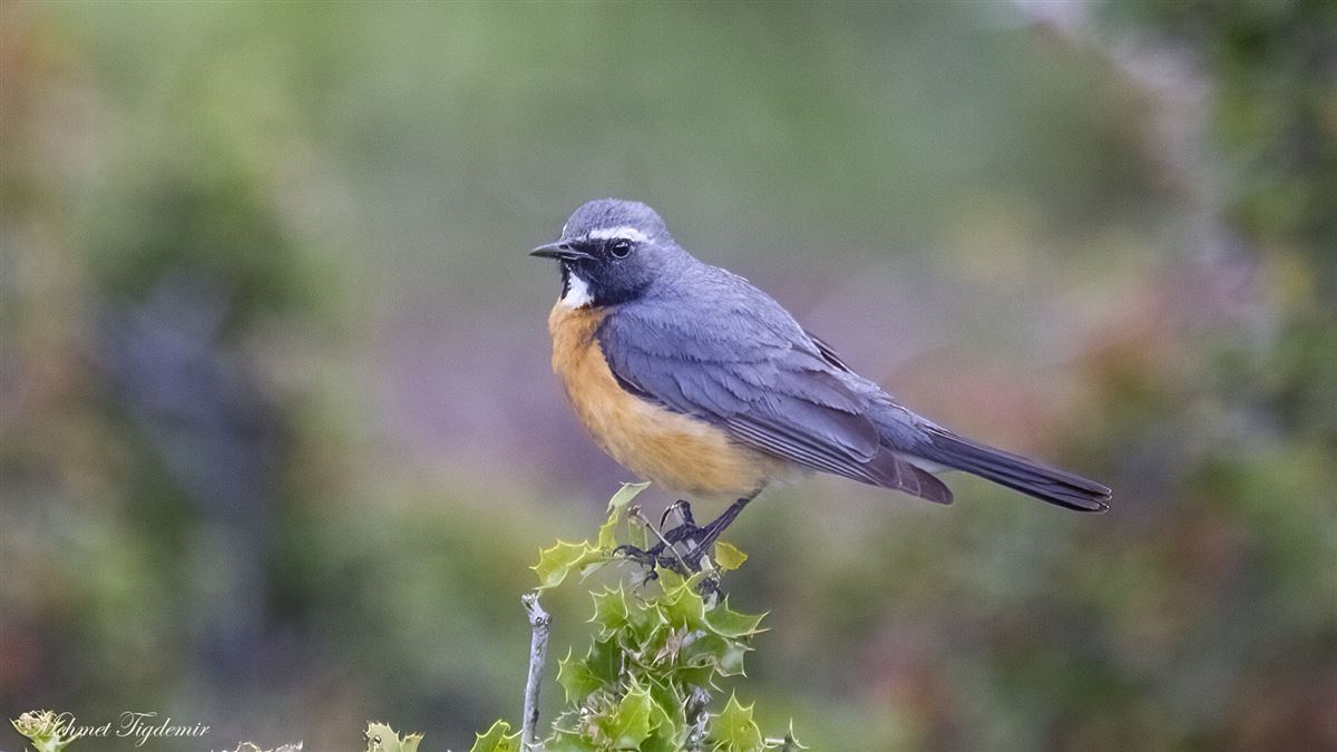 White-throated Robin