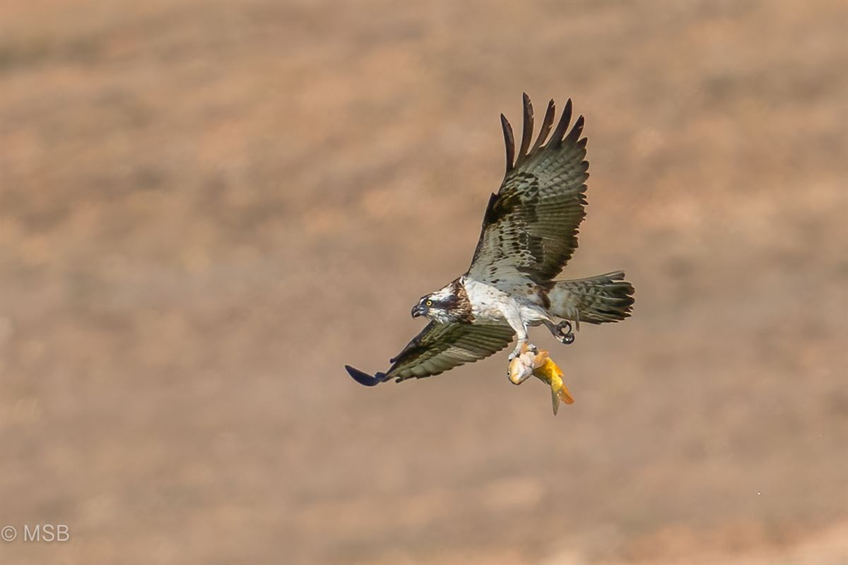 Osprey