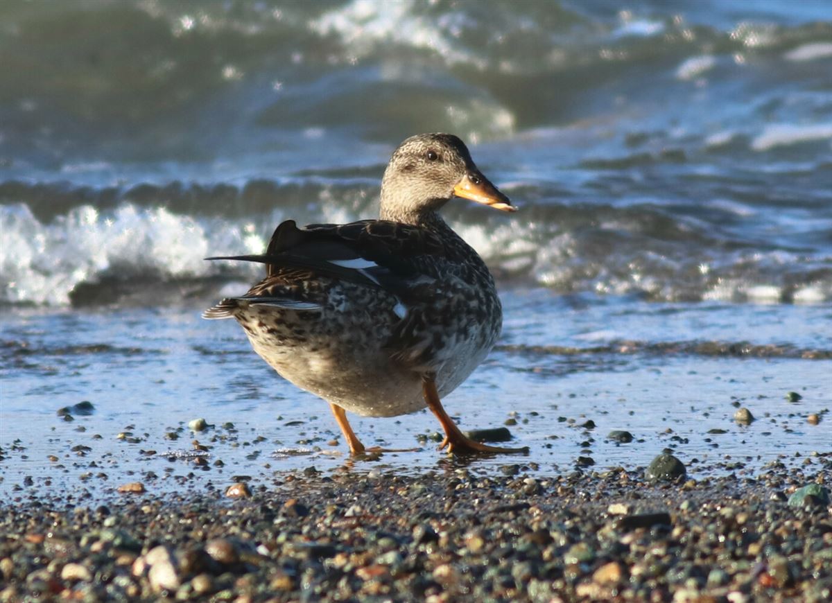 Gadwall