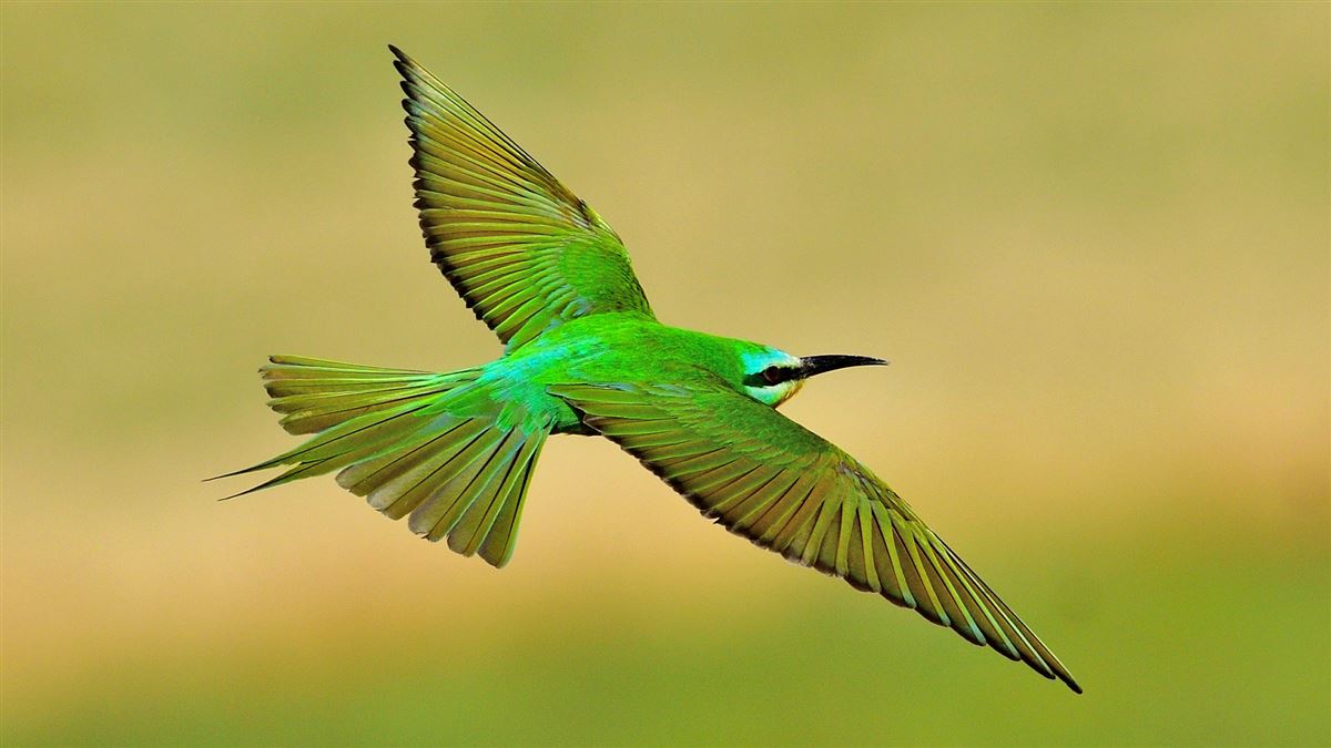 Blue-cheeked Bee-eater