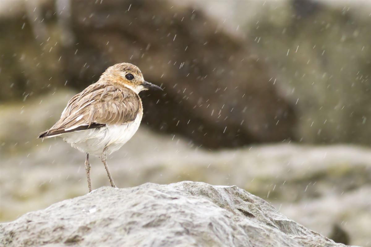 Greater Sand Plover