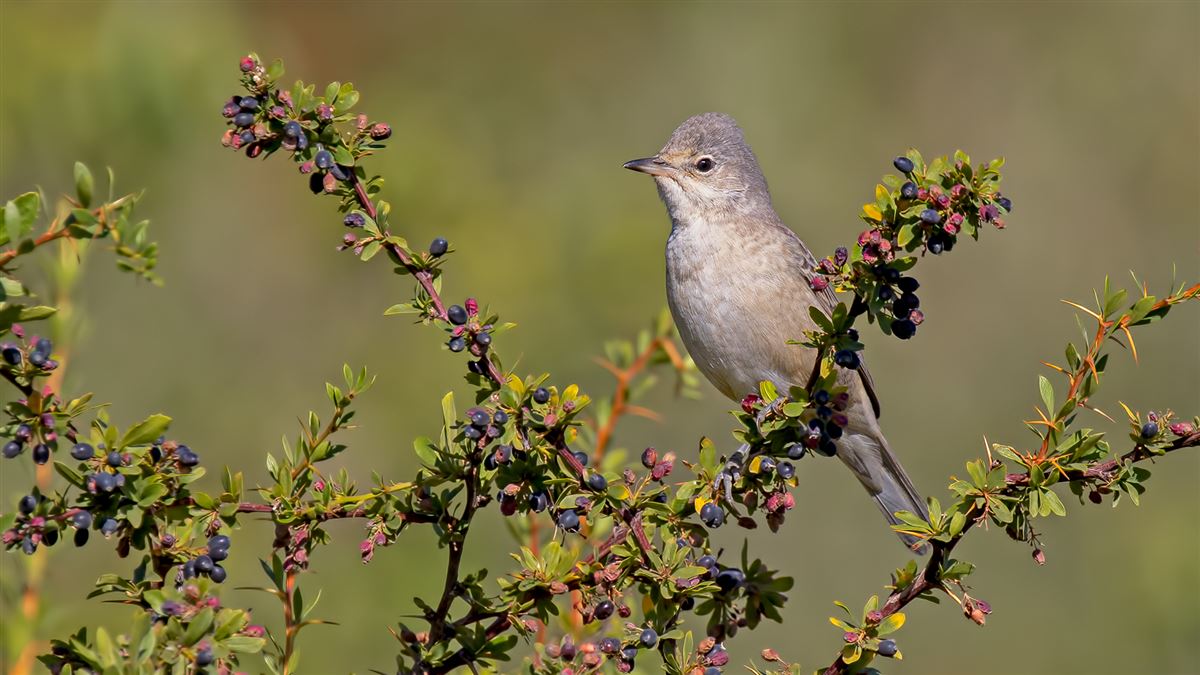 Barred Warbler