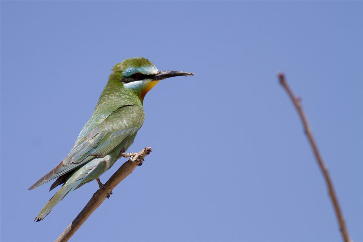 Blue-cheeked Bee-eater
