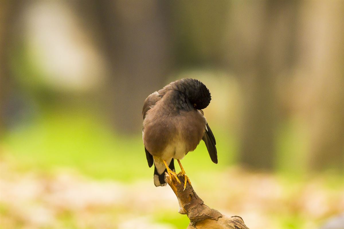 Common Myna