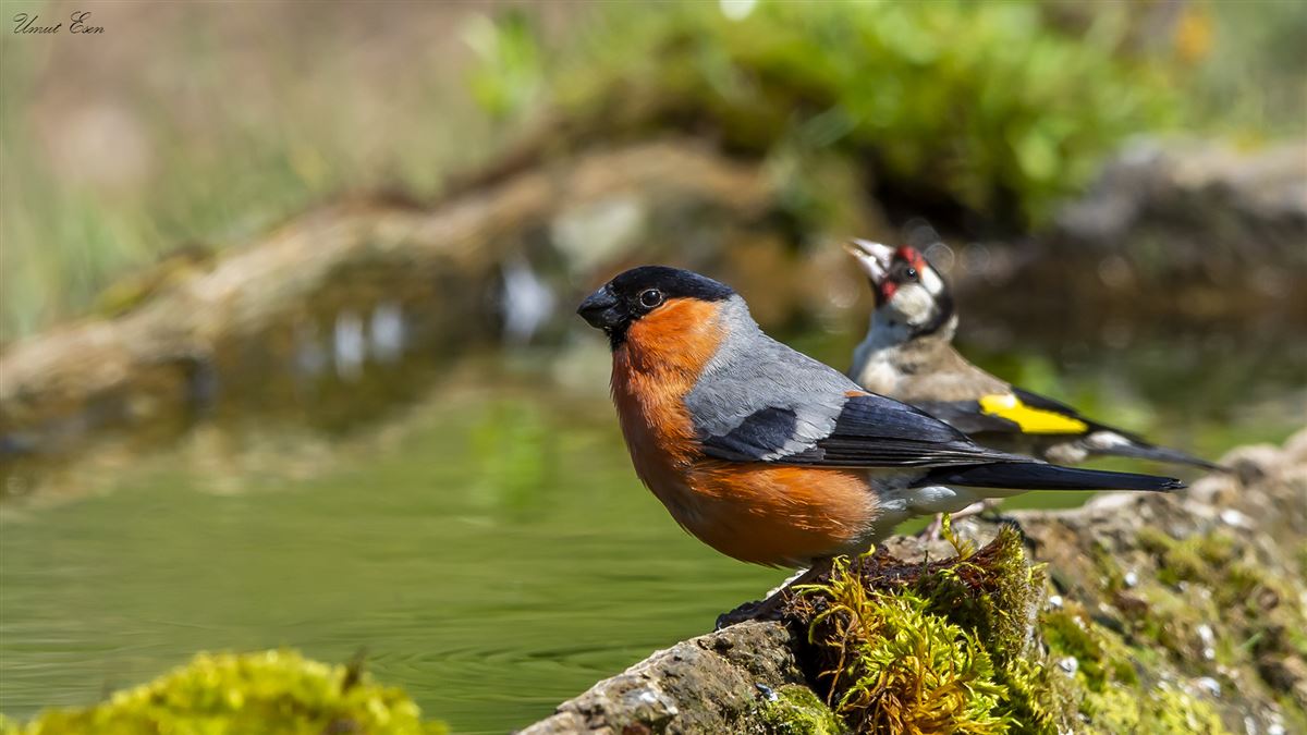 Eurasian Bullfinch
