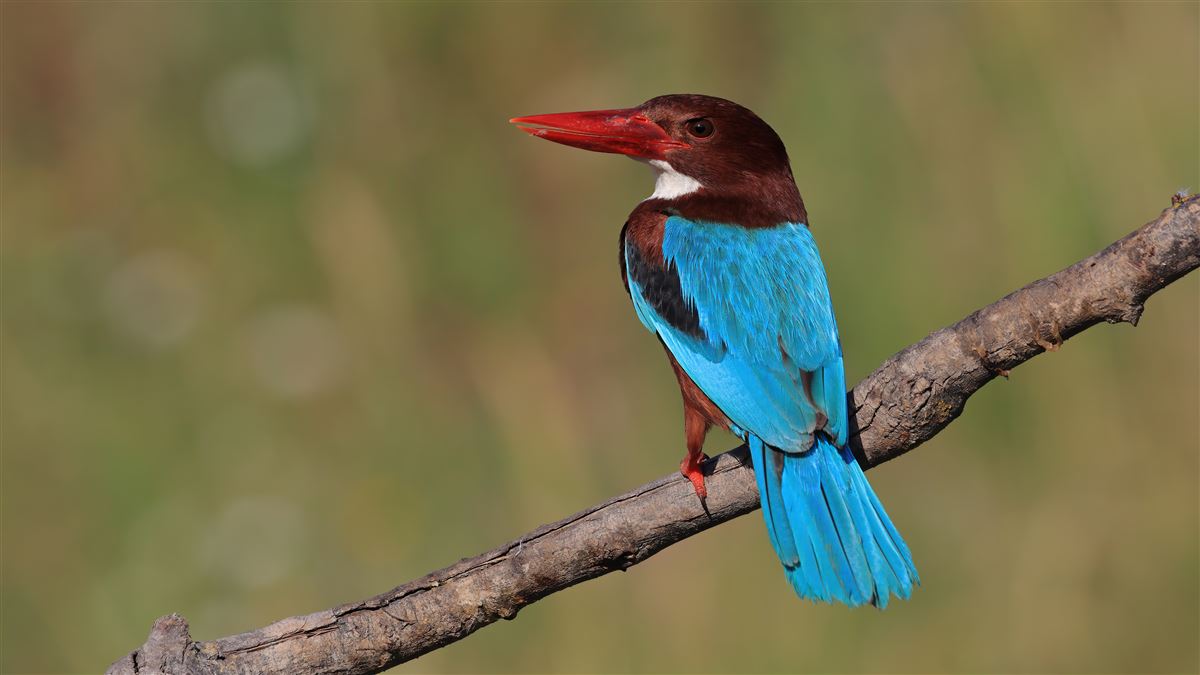 White-throated Kingfisher