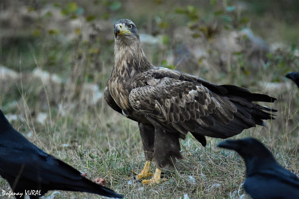 Akkuyruklu Kartal