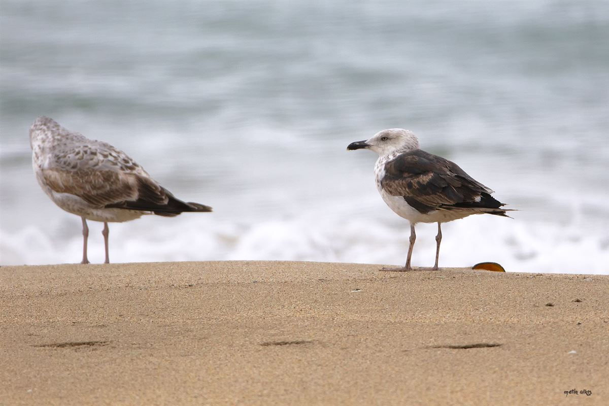 Lesser Black-backed Gull