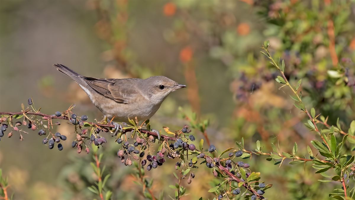 Barred Warbler