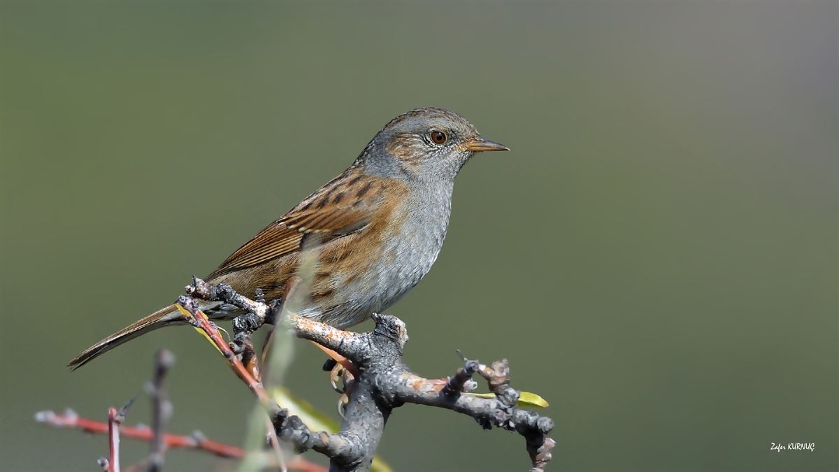 Dunnock