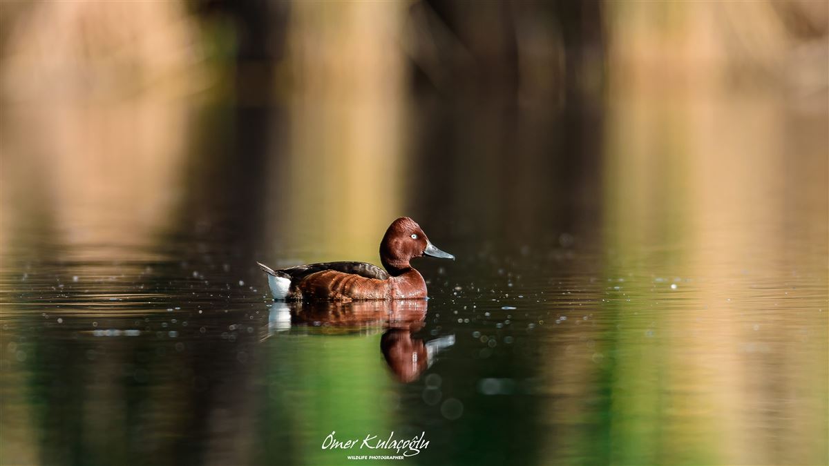 Ferruginous Duck
