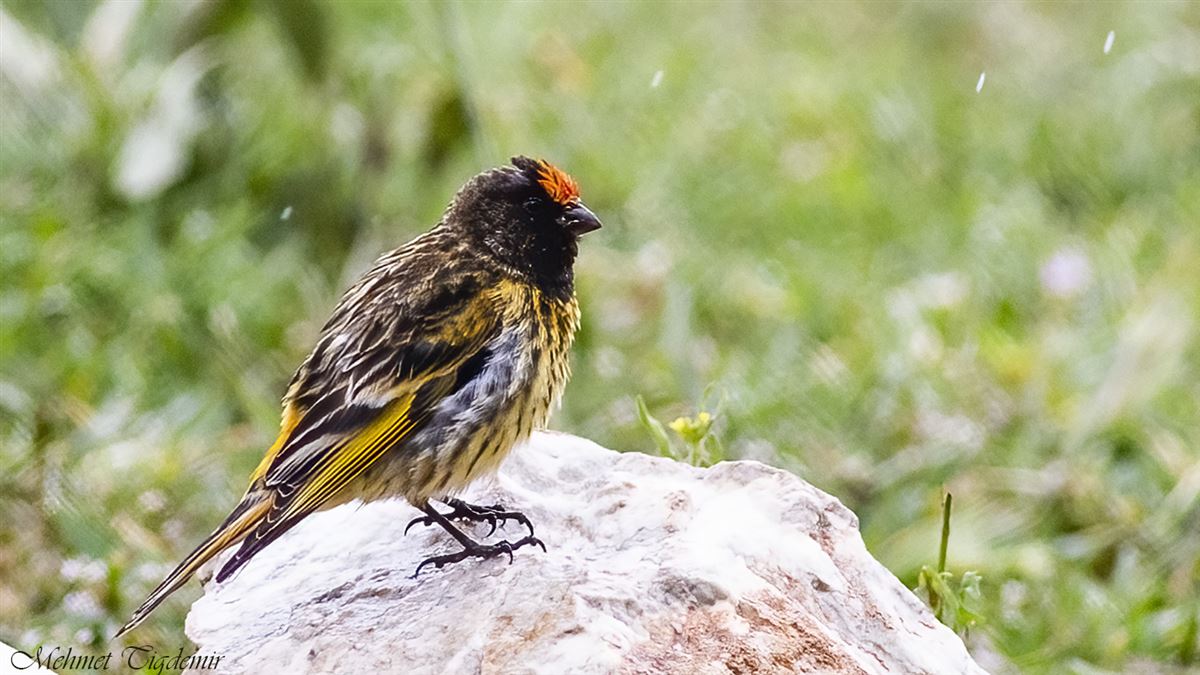 Red-fronted Serin