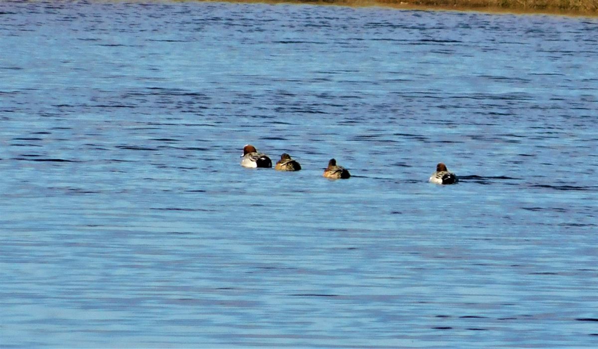Eurasian Wigeon