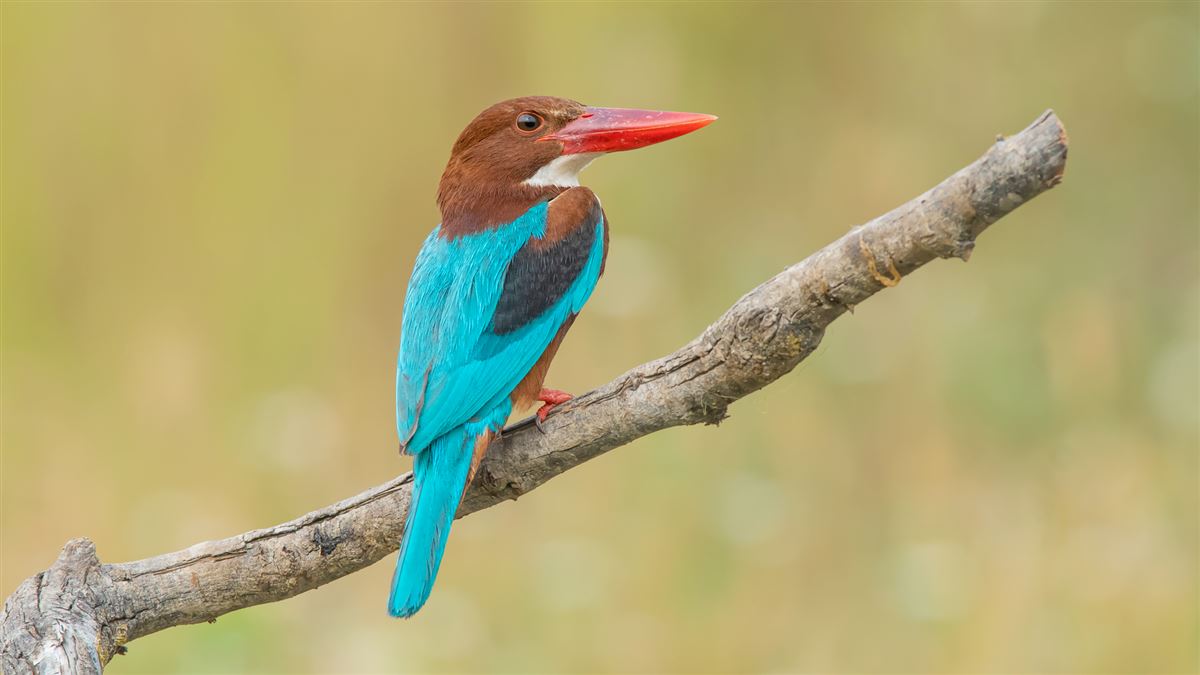 White-throated Kingfisher