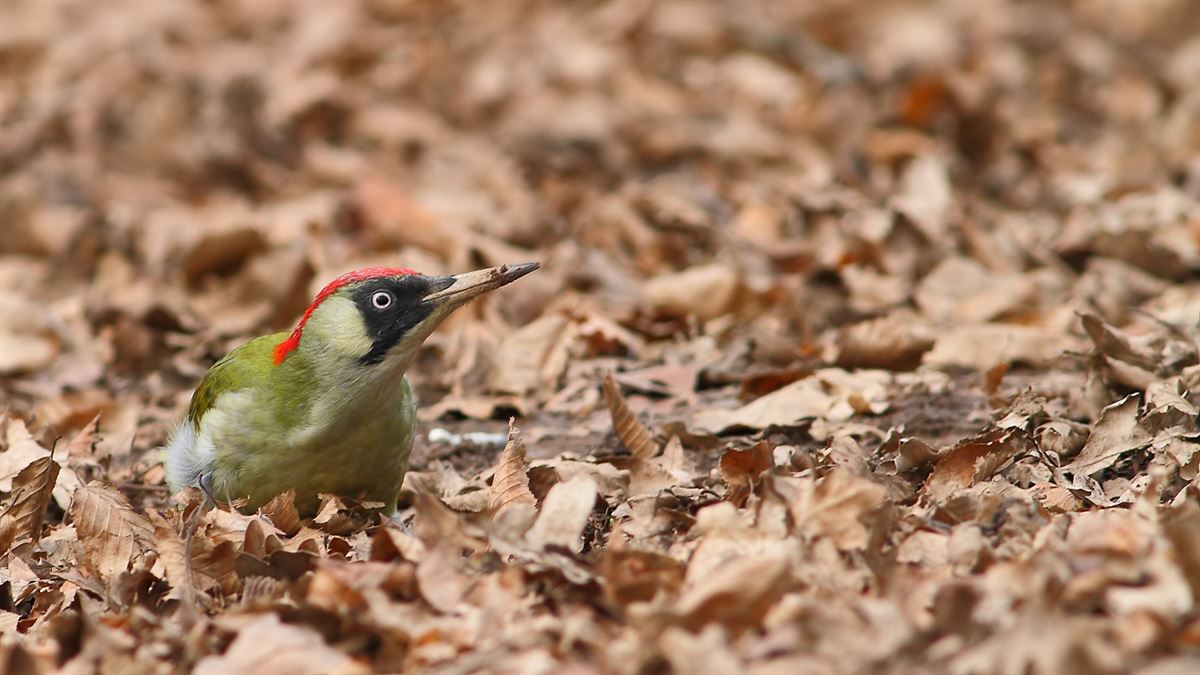 European Green Woodpecker