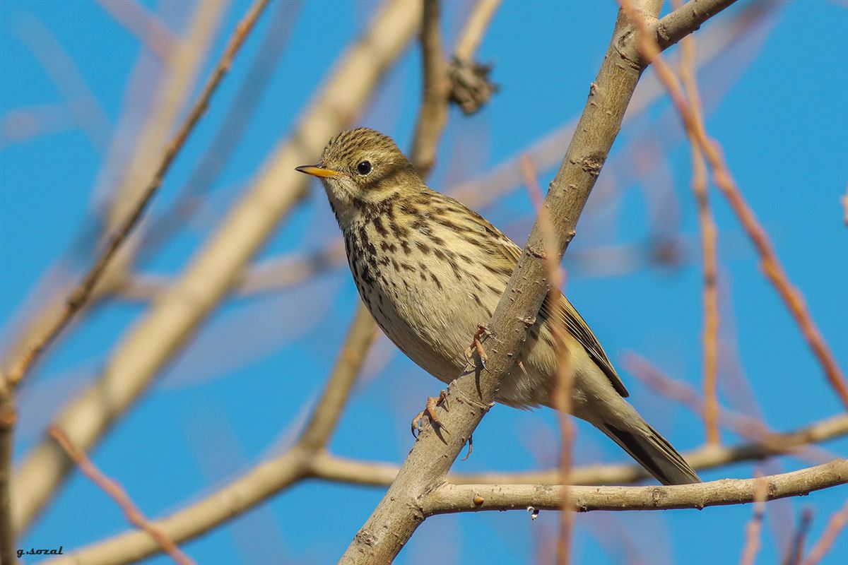 Meadow Pipit