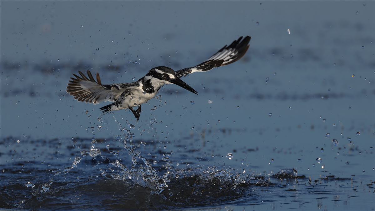 Pied Kingfisher