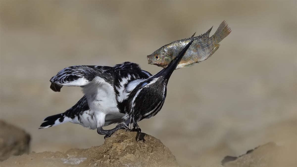 Pied Kingfisher