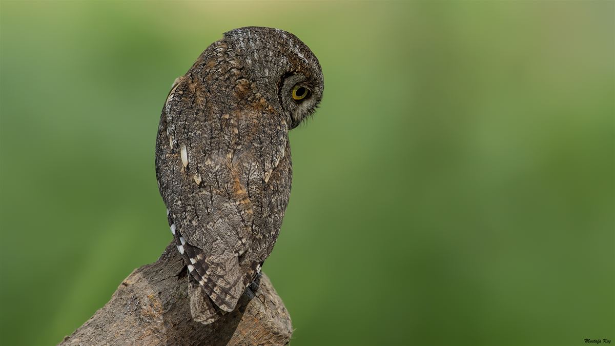 Eurasian Scops Owl