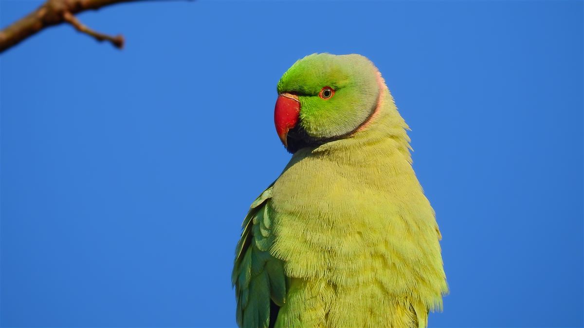 Rose-ringed Parakeet