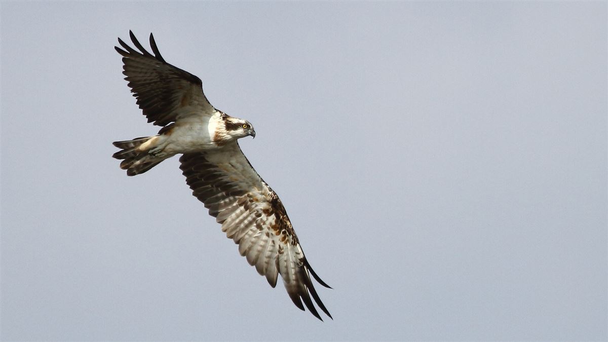 Osprey