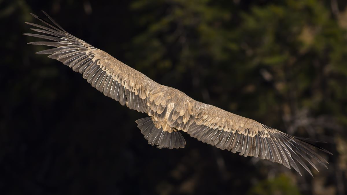 Griffon Vulture