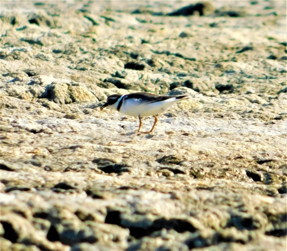 Common Ringed Plover
