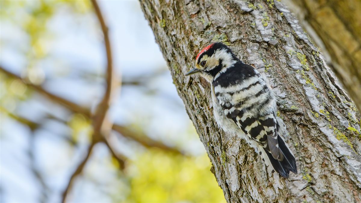Lesser Spotted Woodpecker