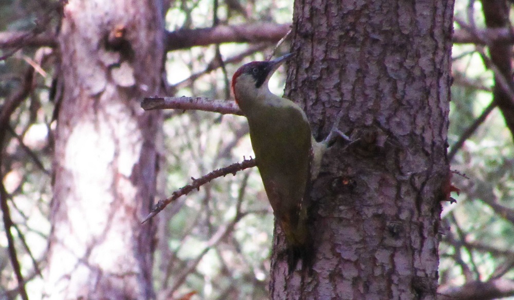 European Green Woodpecker