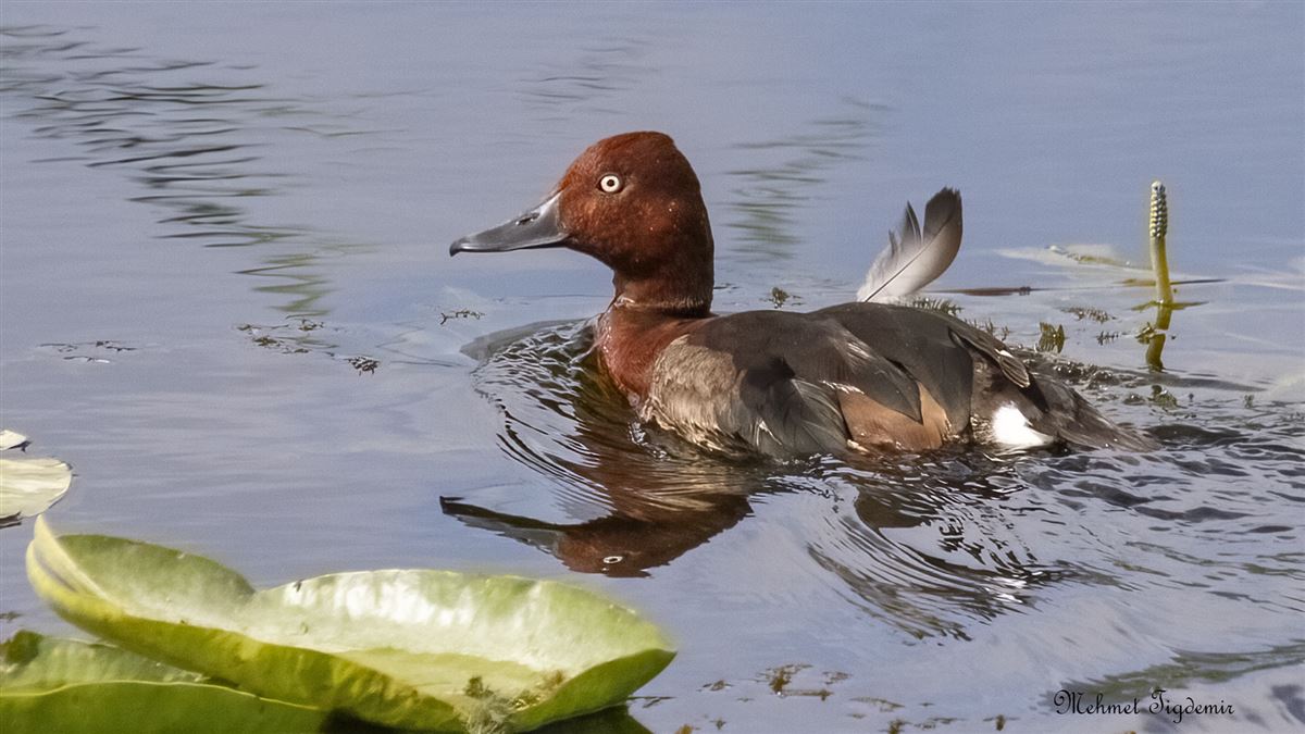 Ferruginous Duck