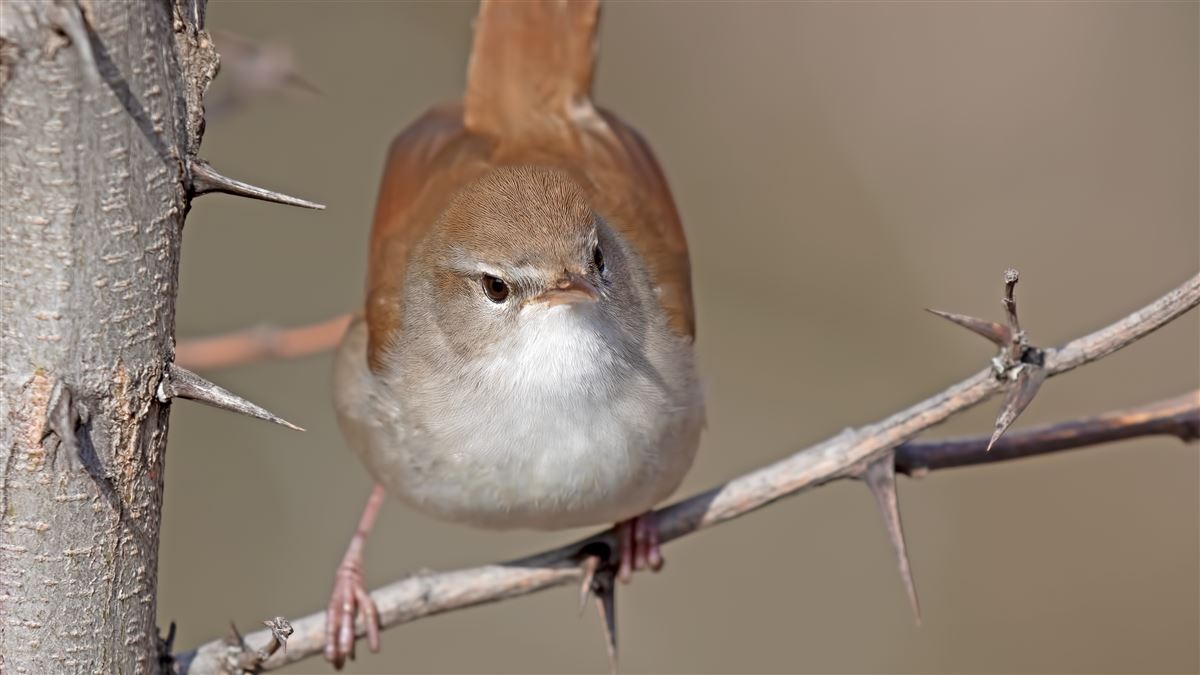 Cetti`s Warbler