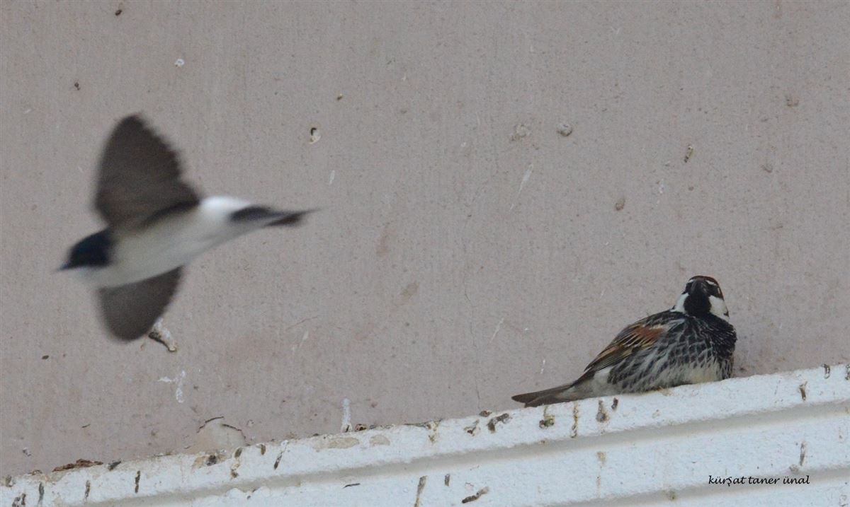 Spanish Sparrow
