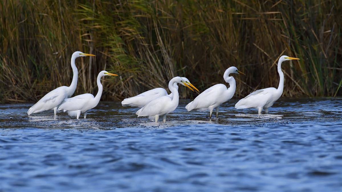 Great Egret