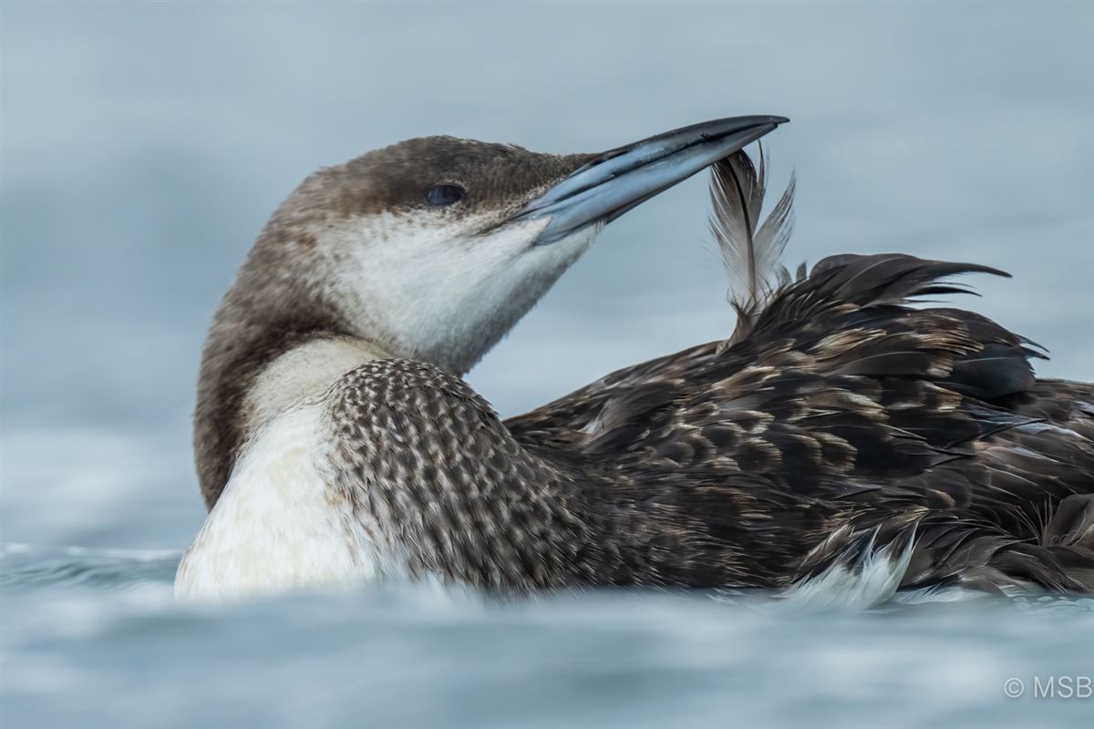 Black-throated Loon
