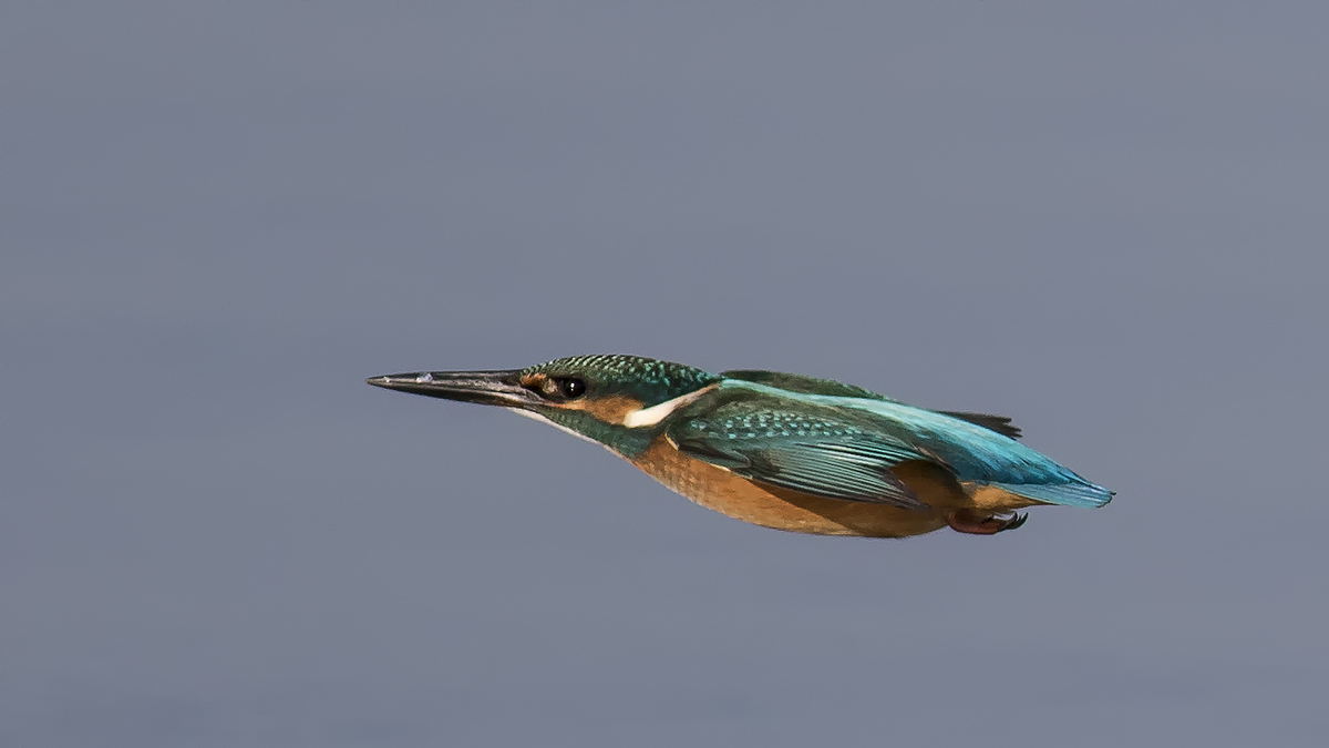 Common Kingfisher