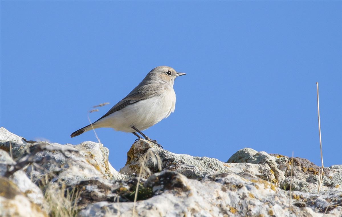 Finsch`s Wheatear
