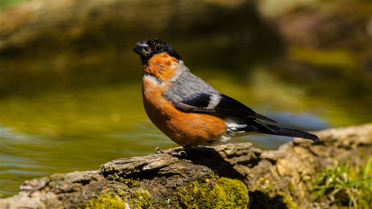 Eurasian Bullfinch