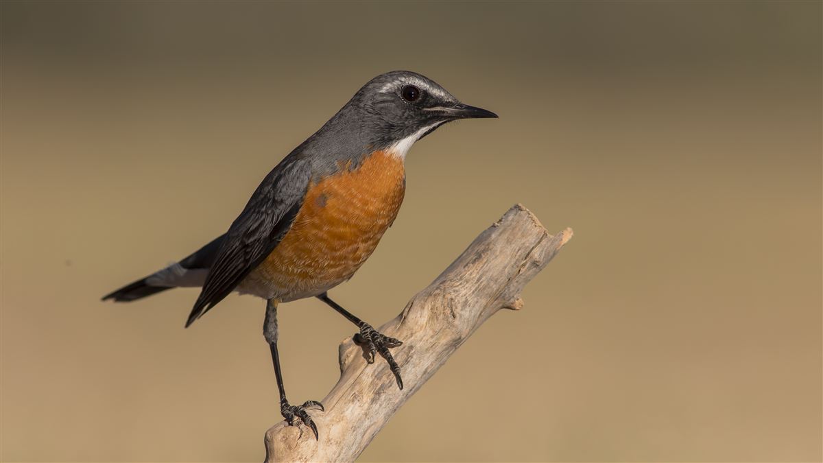 White-throated Robin