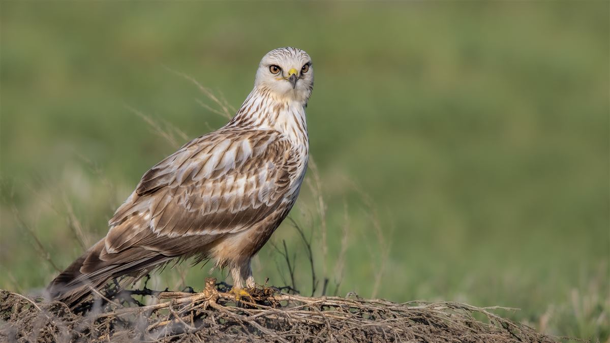 Rough-legged Buzzard