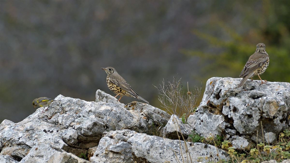 Mistle Thrush