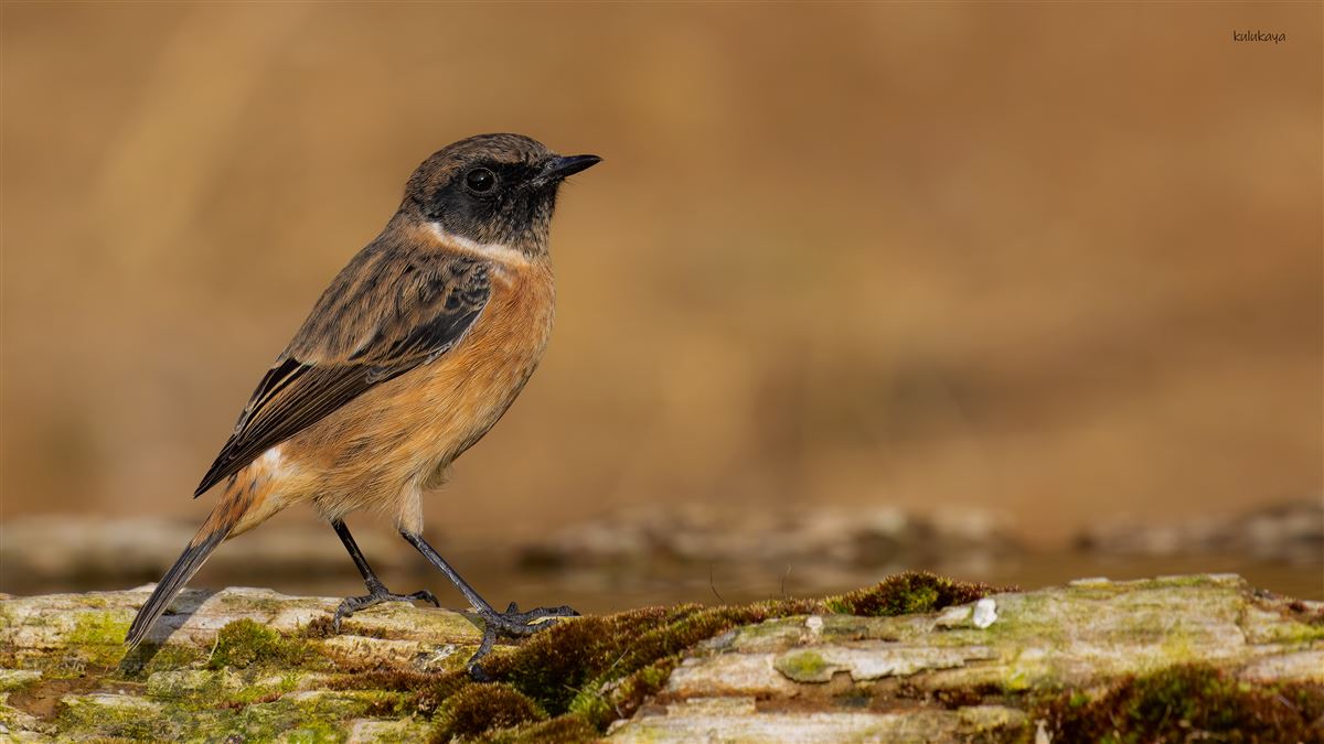 European Stonechat