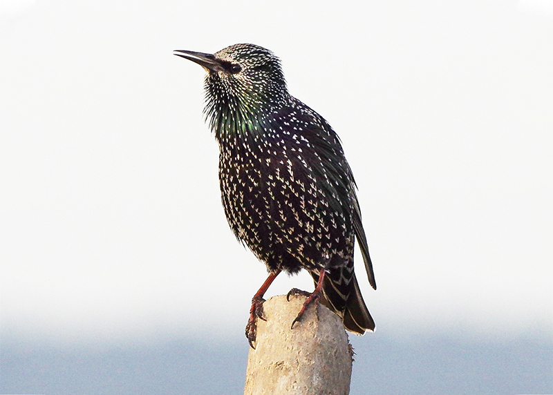 Common Starling