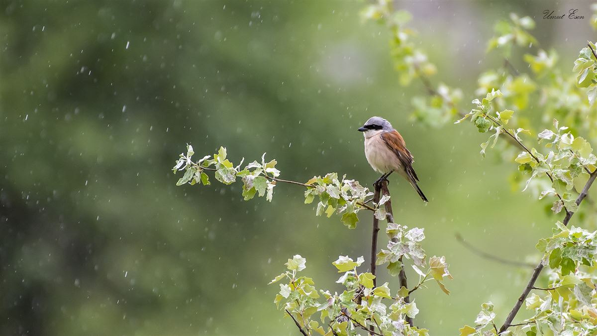 Red-backed Shrike